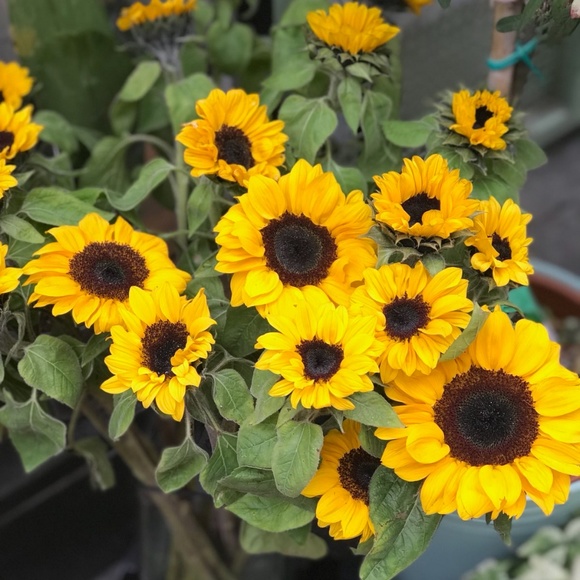 Meet your Posher, Mitzi - Picture 4 of 4